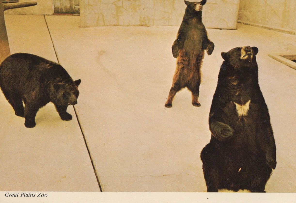 Great Plains Zoo Dakota Brown Bear Postcard