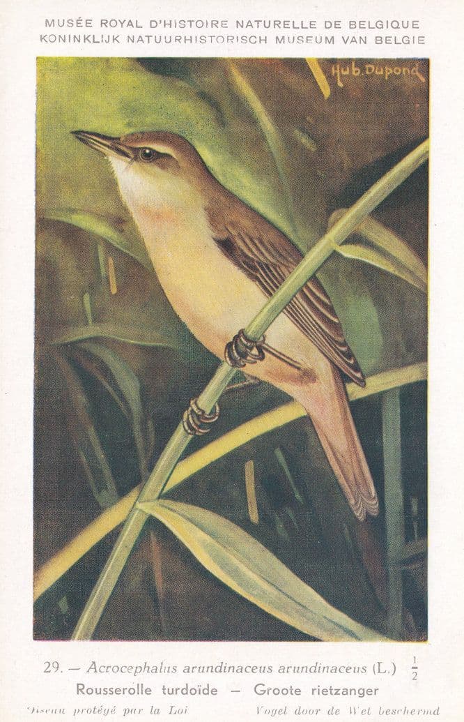 Great Reed Warbler Acrocephalus Arundinaceus WW2 Bird Rare Postcard