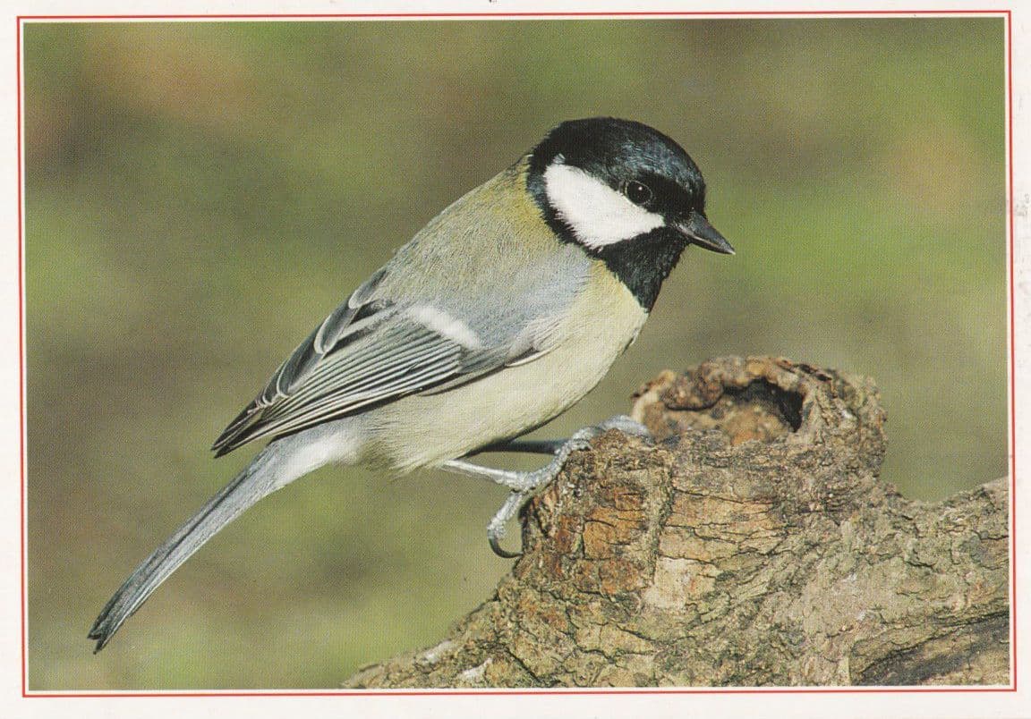 Great Tit Bird Eggs Nest Diet Plumage Arthur Dixon Postcard