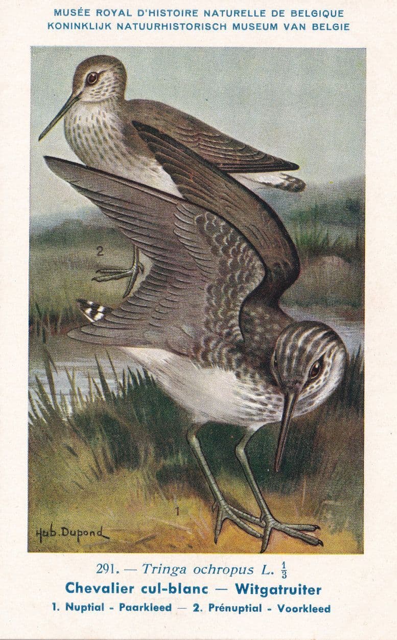Green Sandpiper Tringa Ochropus Bird Antique Rare Postcard