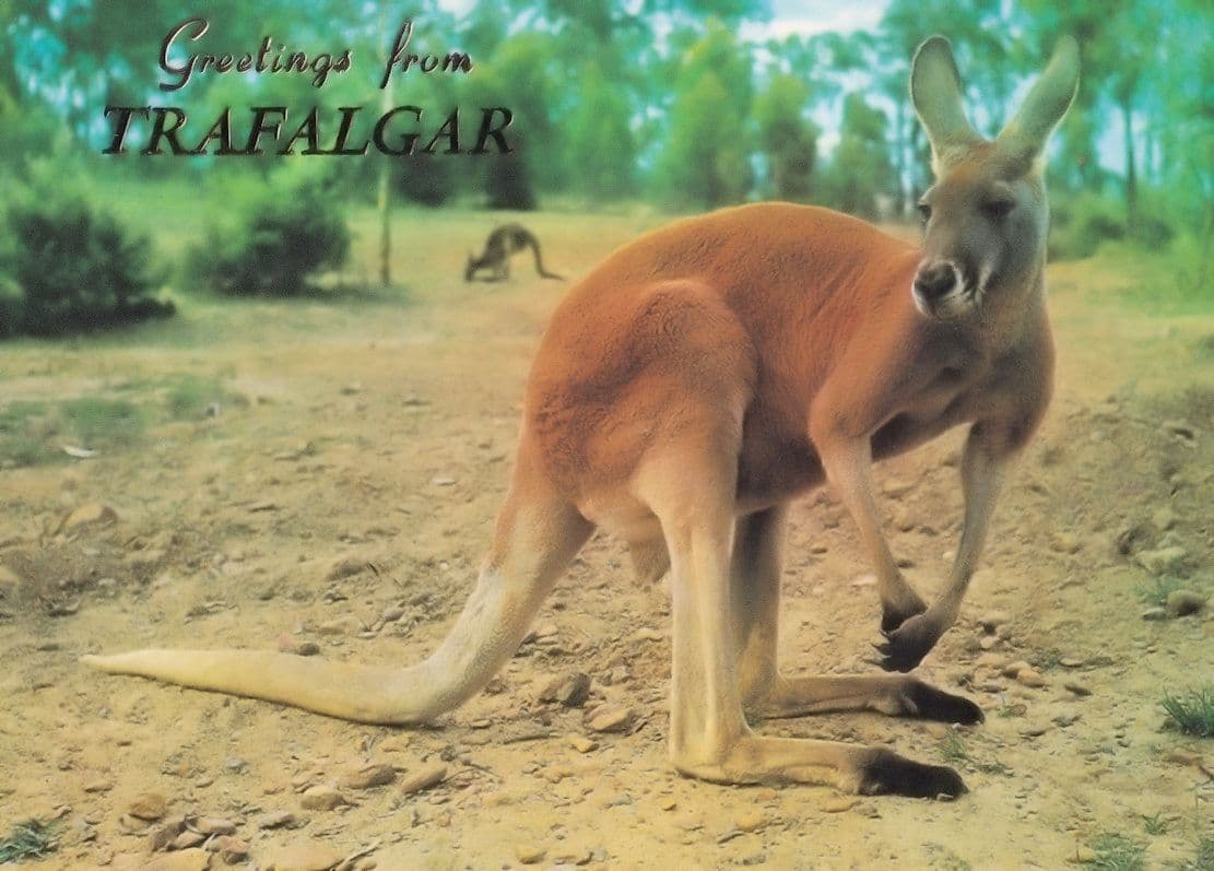 Greetings From Trafalgar Australian Red Kangaroo Metallic Postcard