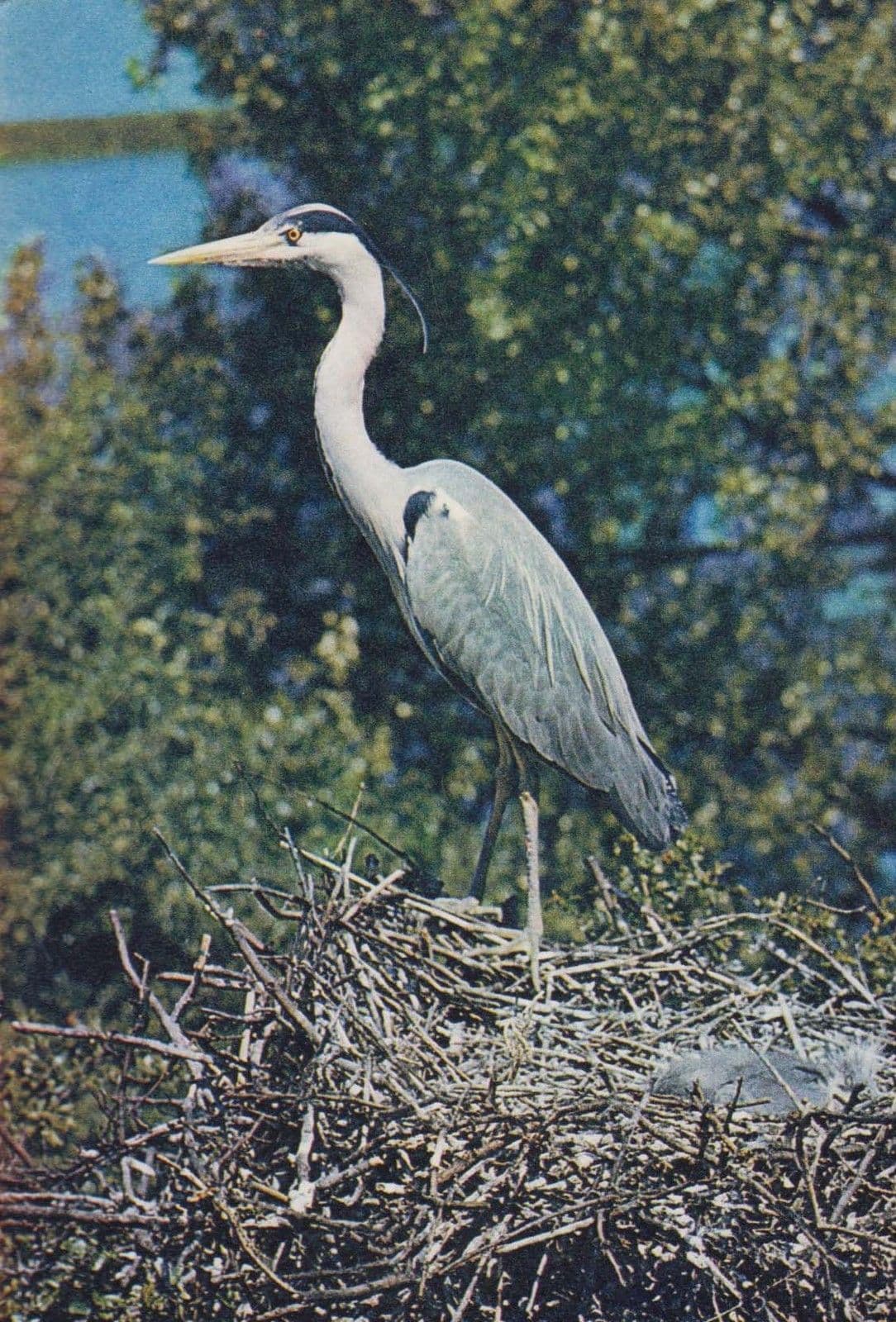 Grey Heron Ardea Cinerea Fisher Bird Arthur Dixon 1970s  Postcard