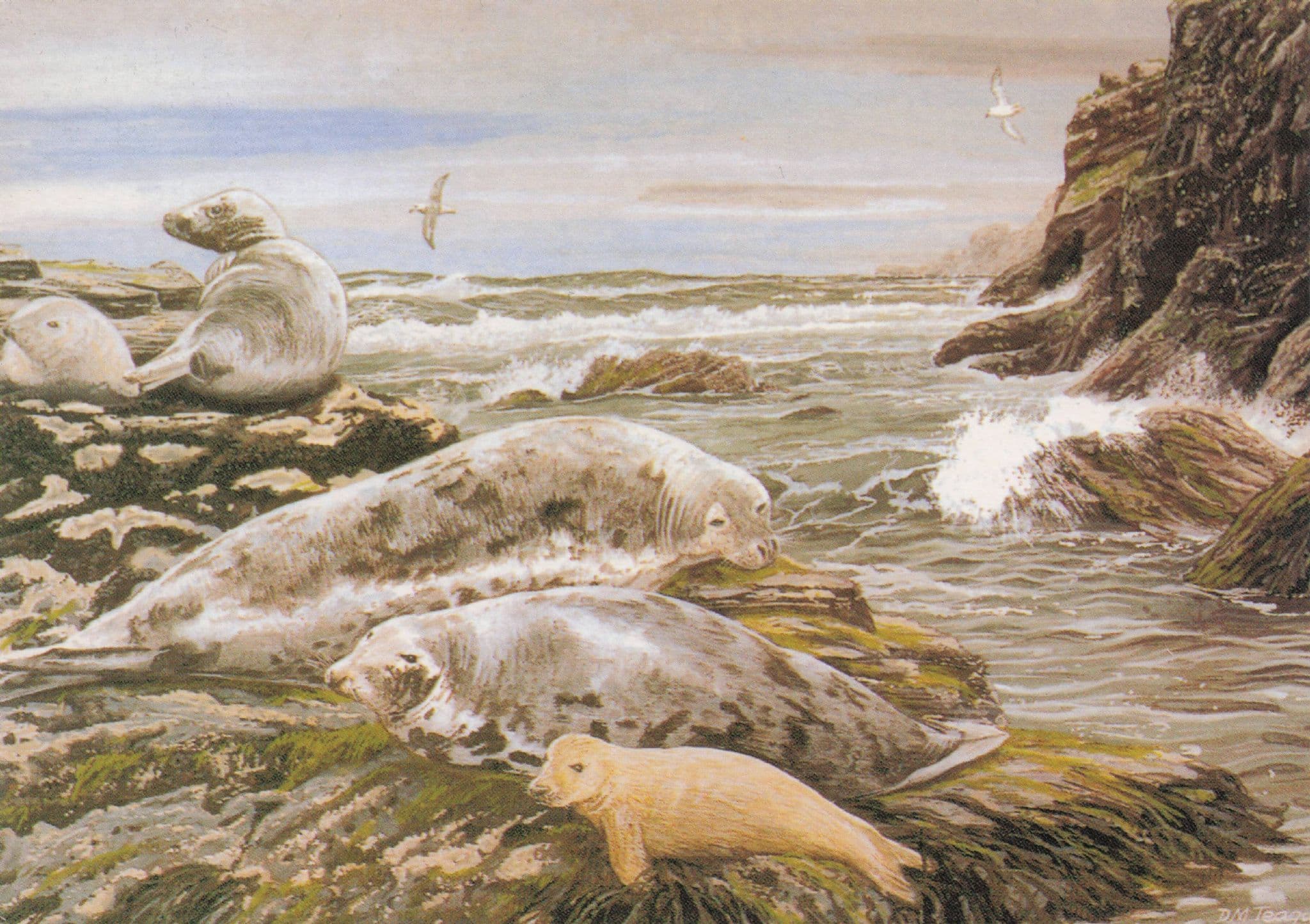 Grey Seals David Teague Beautiful Painting Postcard