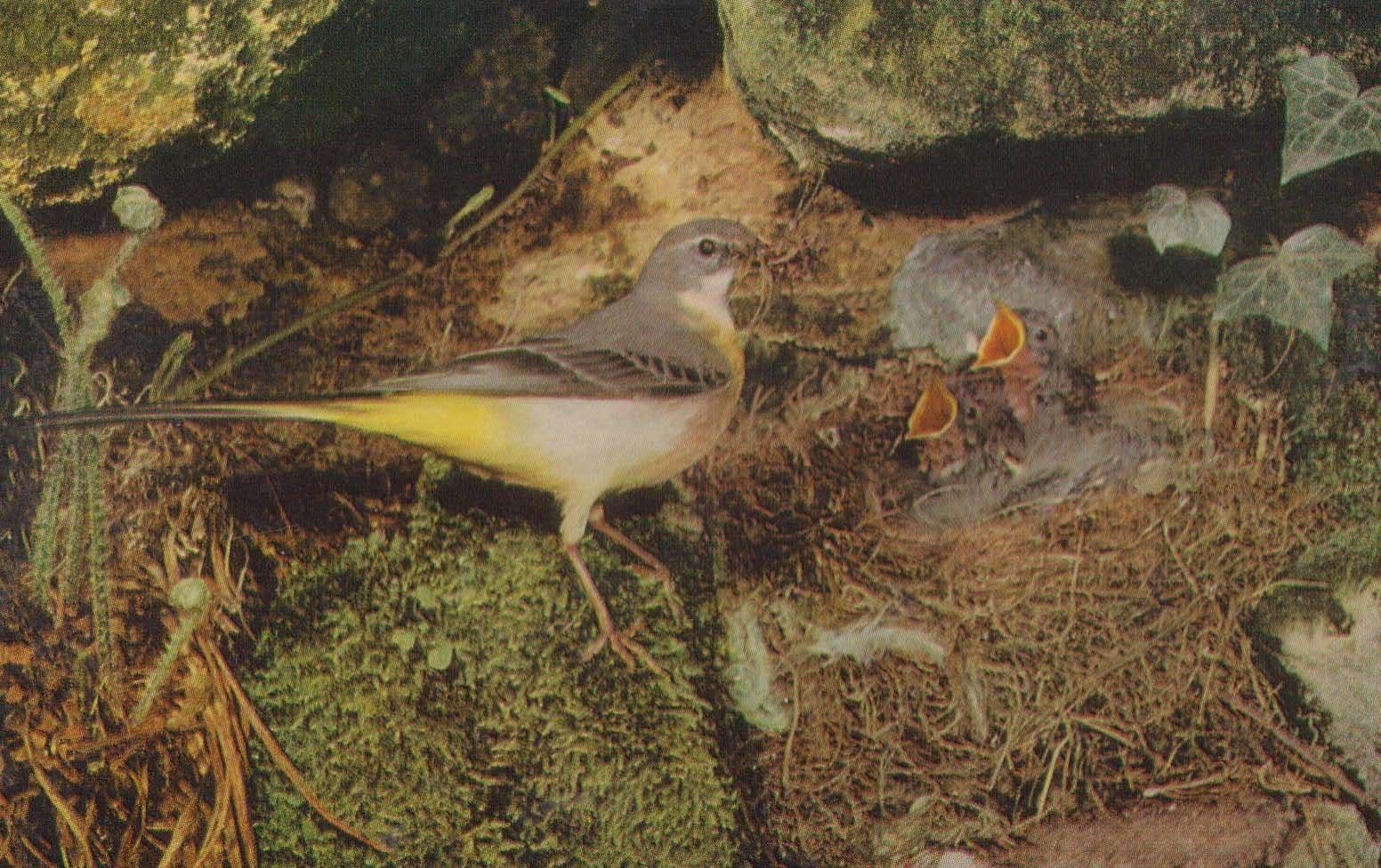 Grey Wagtail British Bird Birds Salmon Series 1970s Postcard