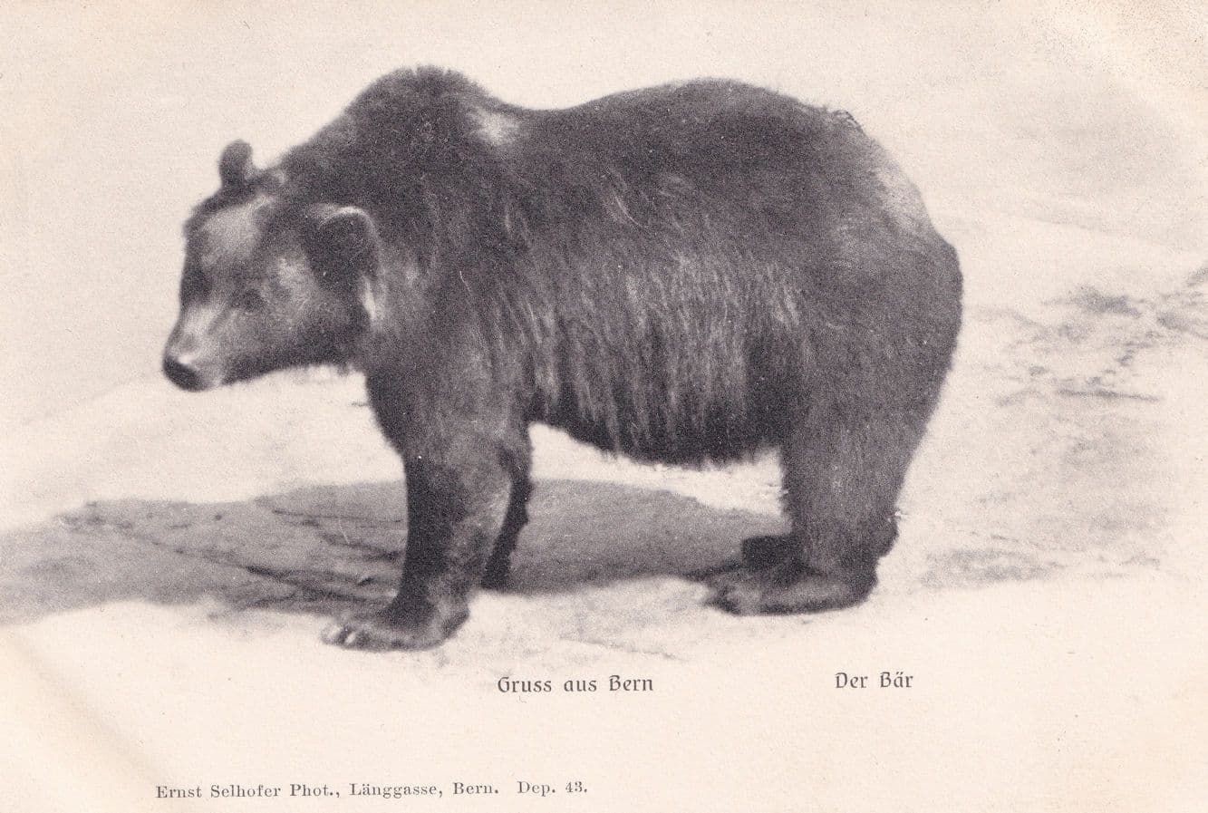 Grus Aus Bern Der Bur Antique Bear Langgasse Switzerland Postcard
