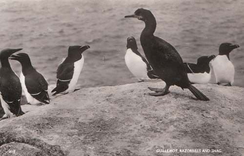 Guillemot Razorbill Shag Bird Real Photo Postcard Mint