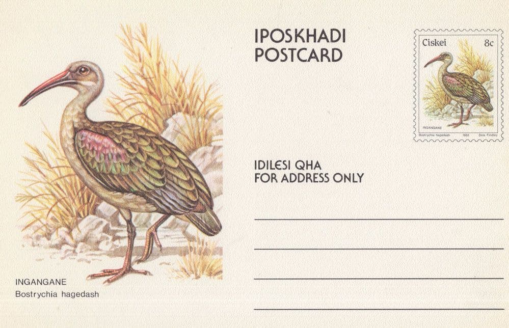 Habada Ibis Hadeda Rare African Sahara PB Bird Postcard