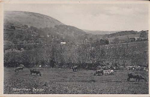 Hameldown Beacon Cattle Cows Devon Vintage Postcard