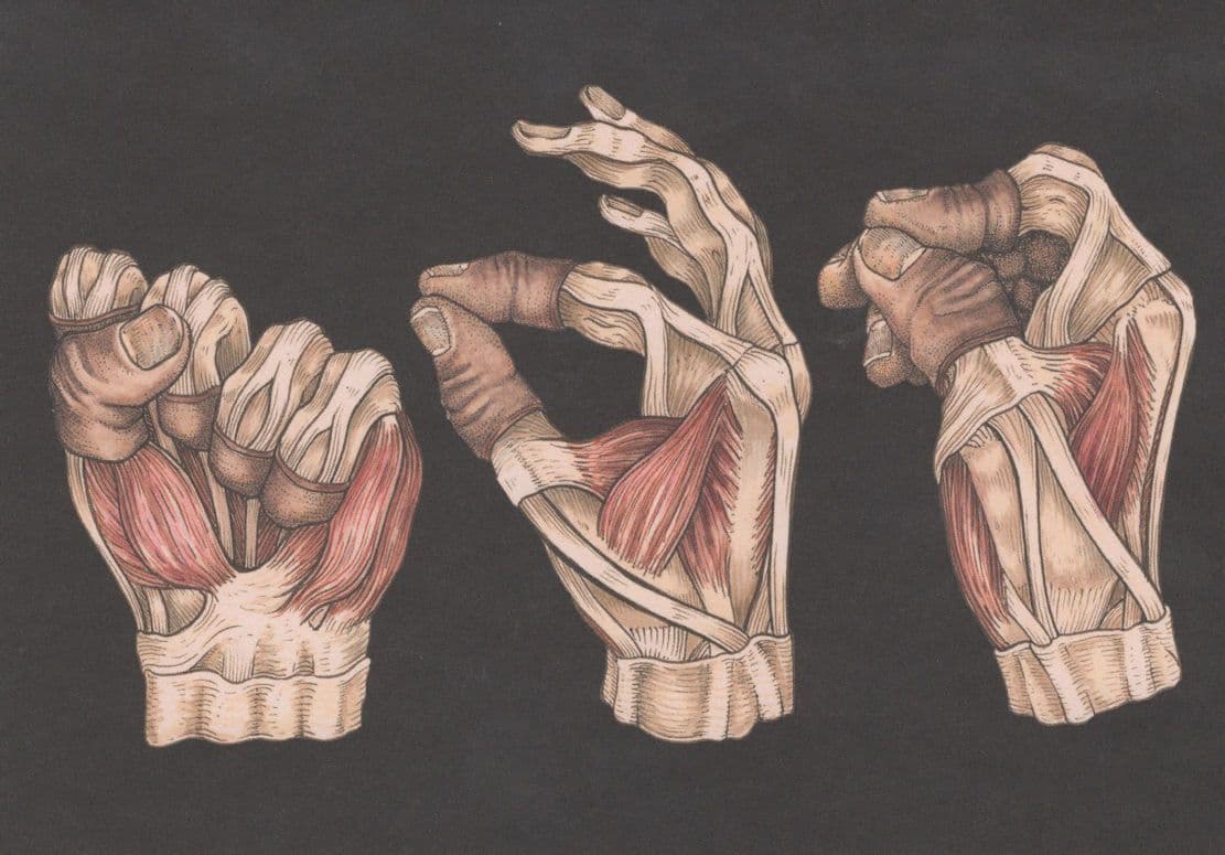 Hand Muscles Power Grip Pincer Dynamic Grips Science Postcard