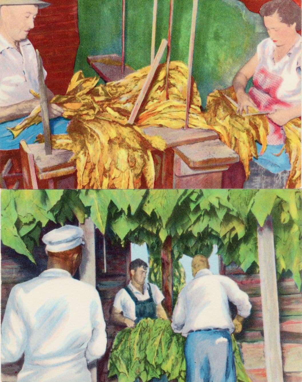 Hanging & Grading Tobacco In Curing Barn 2x 1950s USA Postcard s