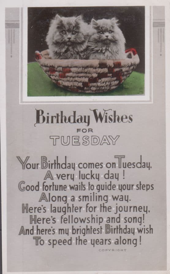 Happy Birthday On Tuesday Cat Greetings Postcard
