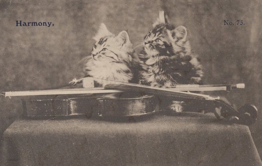 Harmony Cats Playing Guitar Old Kitten Music Cat Postcard