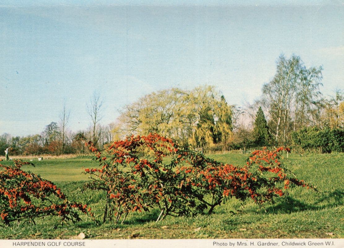 Harpendon Golf Course Hertfordshire Golfing Postcard