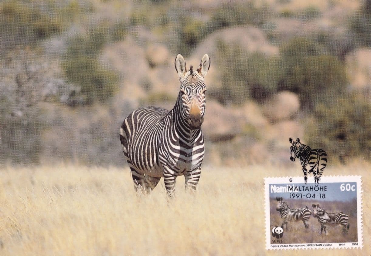 Hartmanns Mountain Zebra Rare African Namibia WWF Stamp FDC Postcard