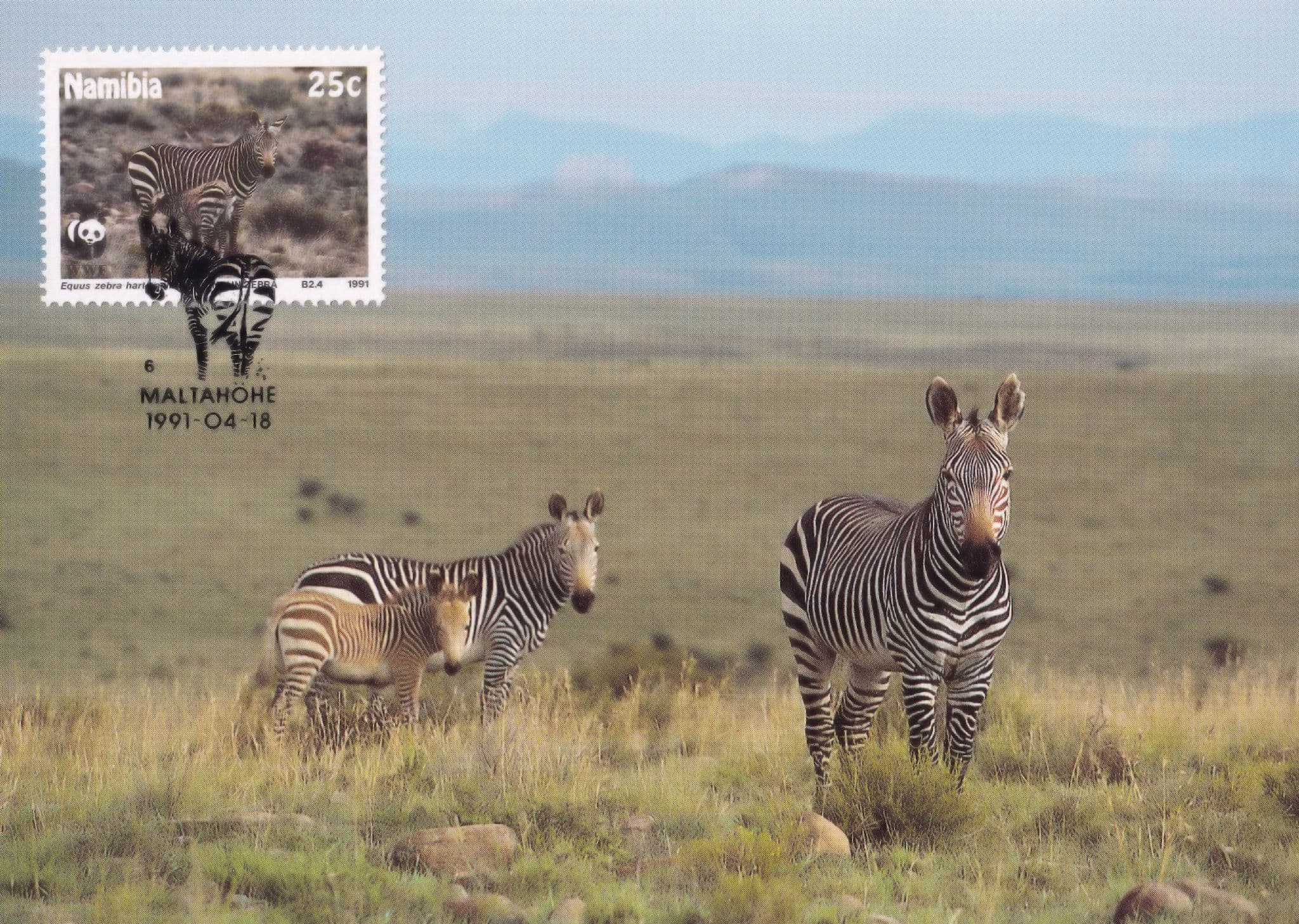 Hartmanns Mountain Zebra Zebras Africa Namibia WWF Stamp FDC Postcard