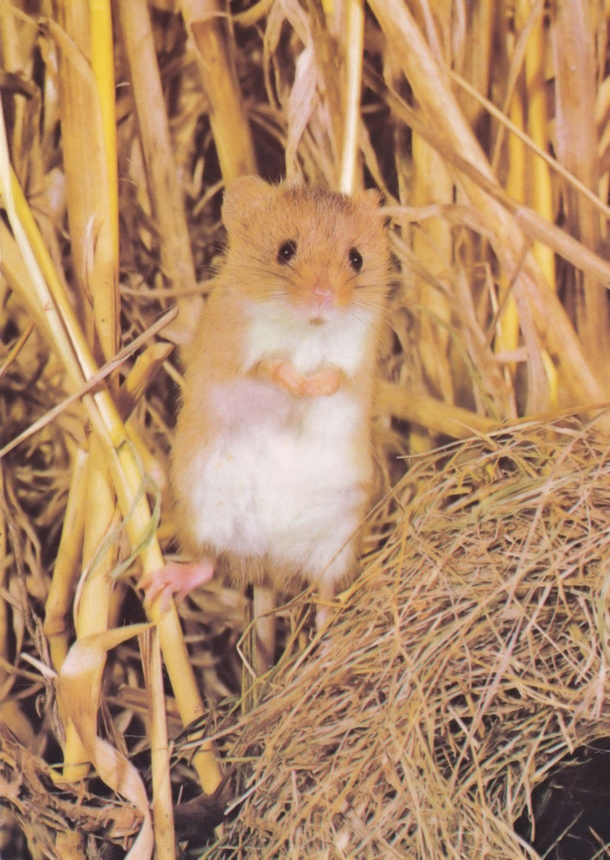 Harvest Mouse Owen Newman Medici Rare Mice Postcard