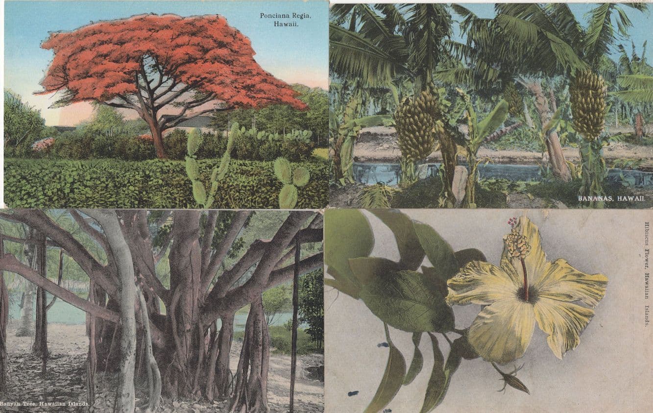 Hawaii Banana Tree Ponciana Regia 4x Old Postcard s