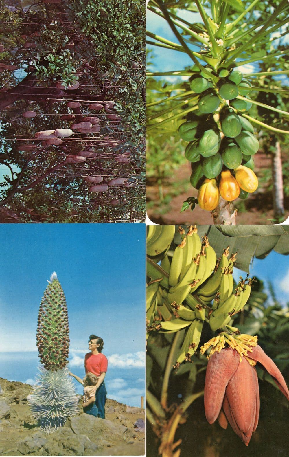Hawaii Sausage Tree Papaia Banana Blossom Silversword 4x Postcard s