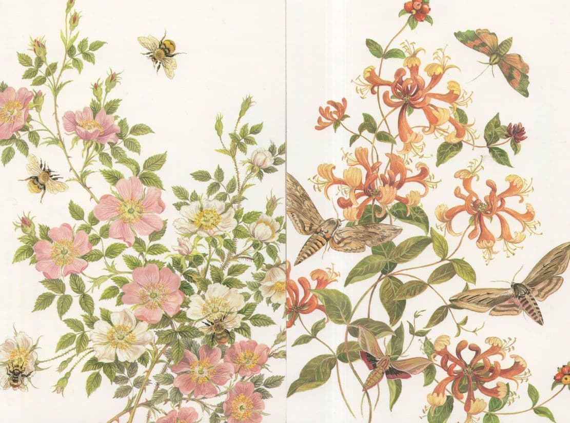 Hawk Moth Bumble Bees 2x Limited Edition Of 170 Postcard s