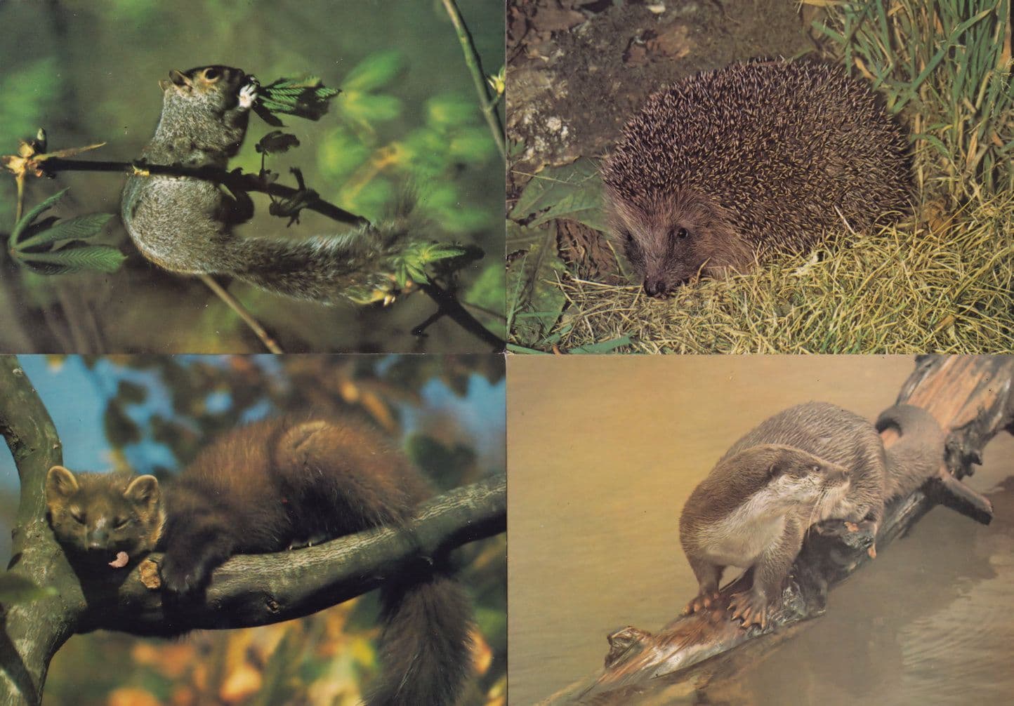 Hedgehog Grey Squirrel Fine Marten Otter 4x Arthur Dixon 1970s Postcard s
