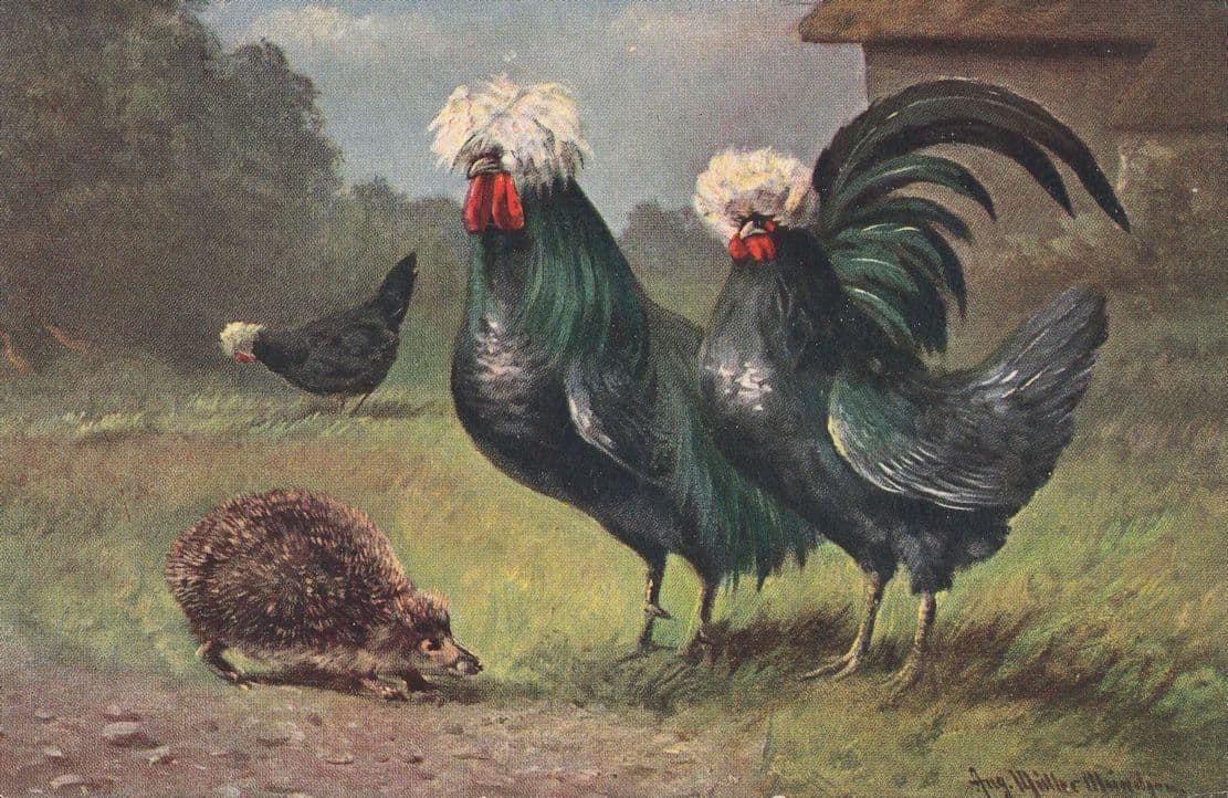 Hedgehog With Farm Hens Birds Max Ettlinger Antique Postcard
