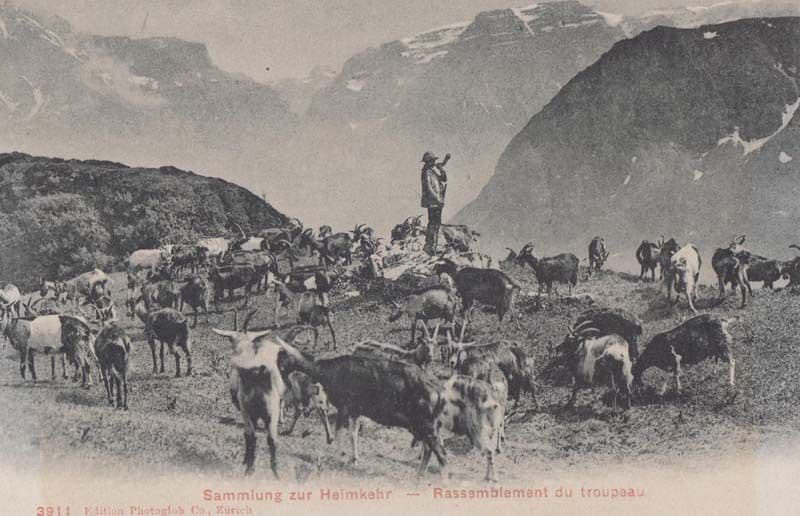 Heimkehr German Farmer Farm Farming Bugle Rounding Up Cattle Antique Postcard