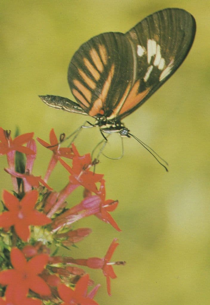 Heliconius Melpomene South American Butterfly Postcard
