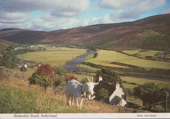 Helmsdale Strath Sutherland Goat Scottish Postcard