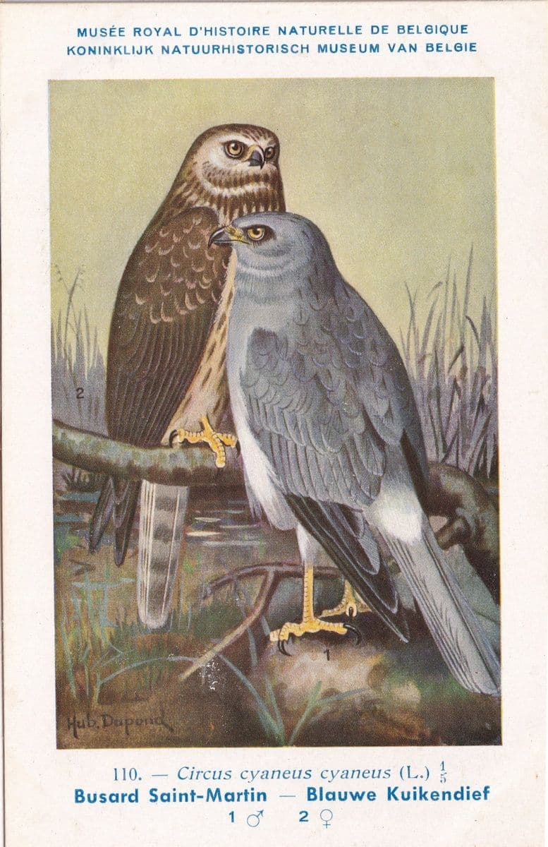 Hen Harrier Circus Cyaneus WW2 Vintage Rare Bird Postcard