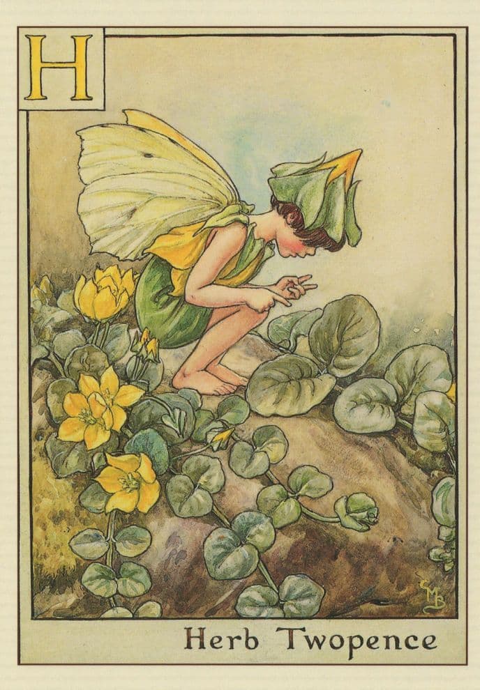 Herb Twopence Fairy of Childrens Flower Fairies Book Stunning Postcard