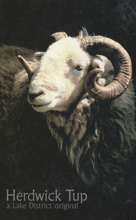 Herdwick Tup Norse A Lake District Original Postcard