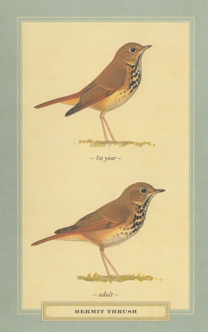 Hermit Thrush Adult & 1st Year Former Baby Bird Postcard
