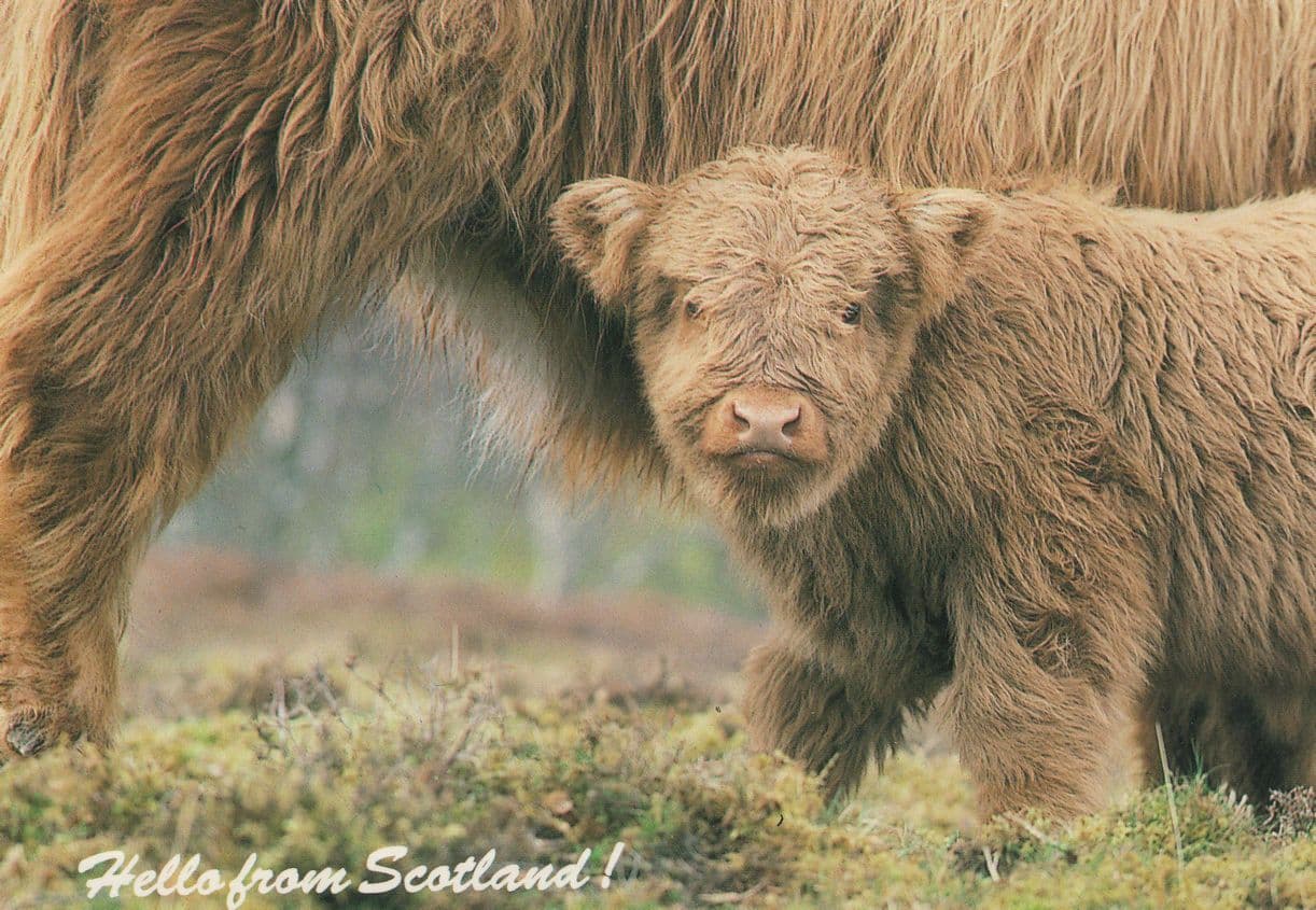 Highland Calf Hello From Scotland Comic Postcard