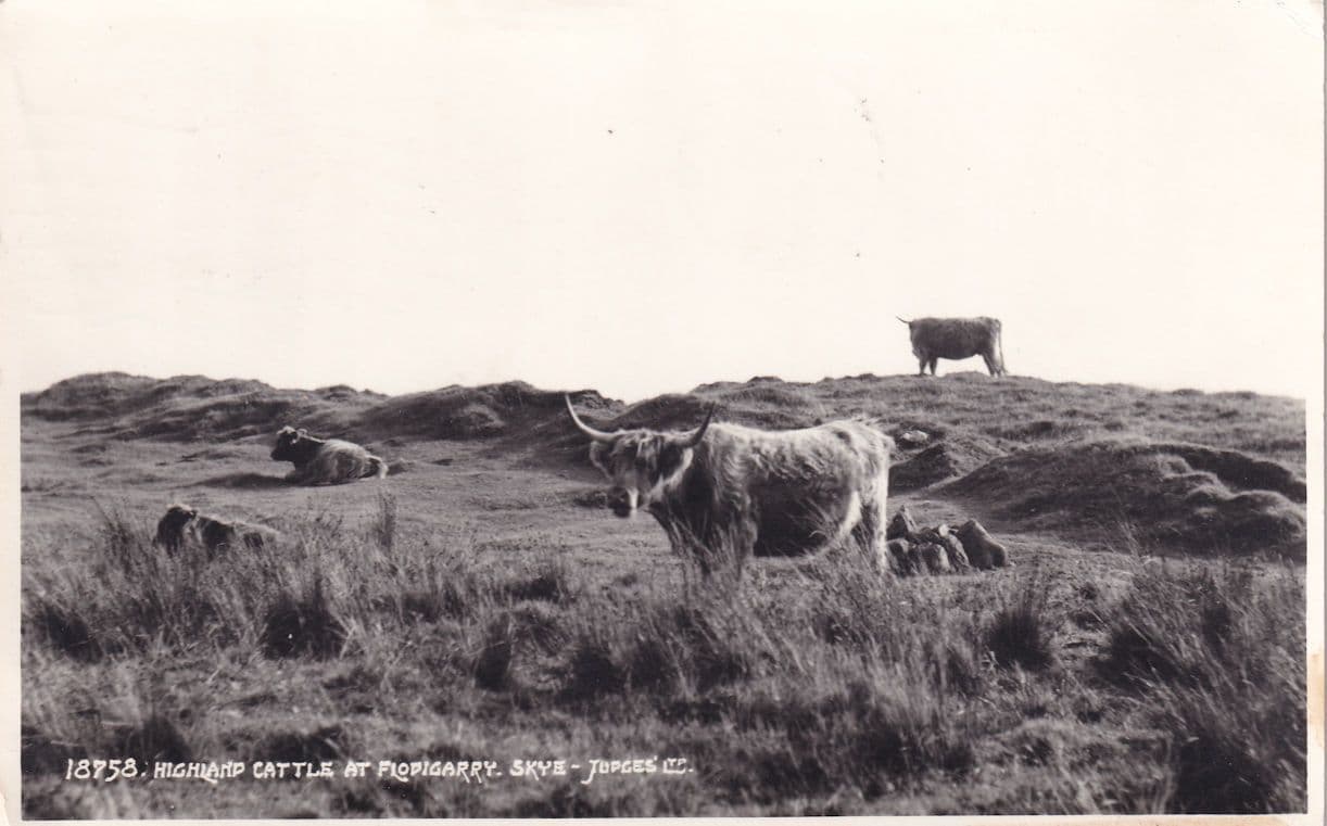 Highland Cattle at Flodigarry Isle Of Skye Postcard