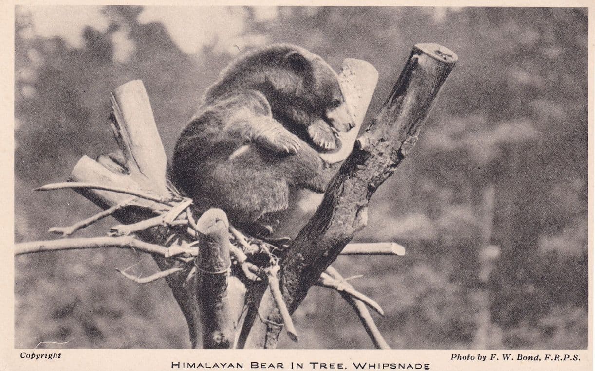 Himalayan Bears Whipsnade Park Zoo Old Postcard