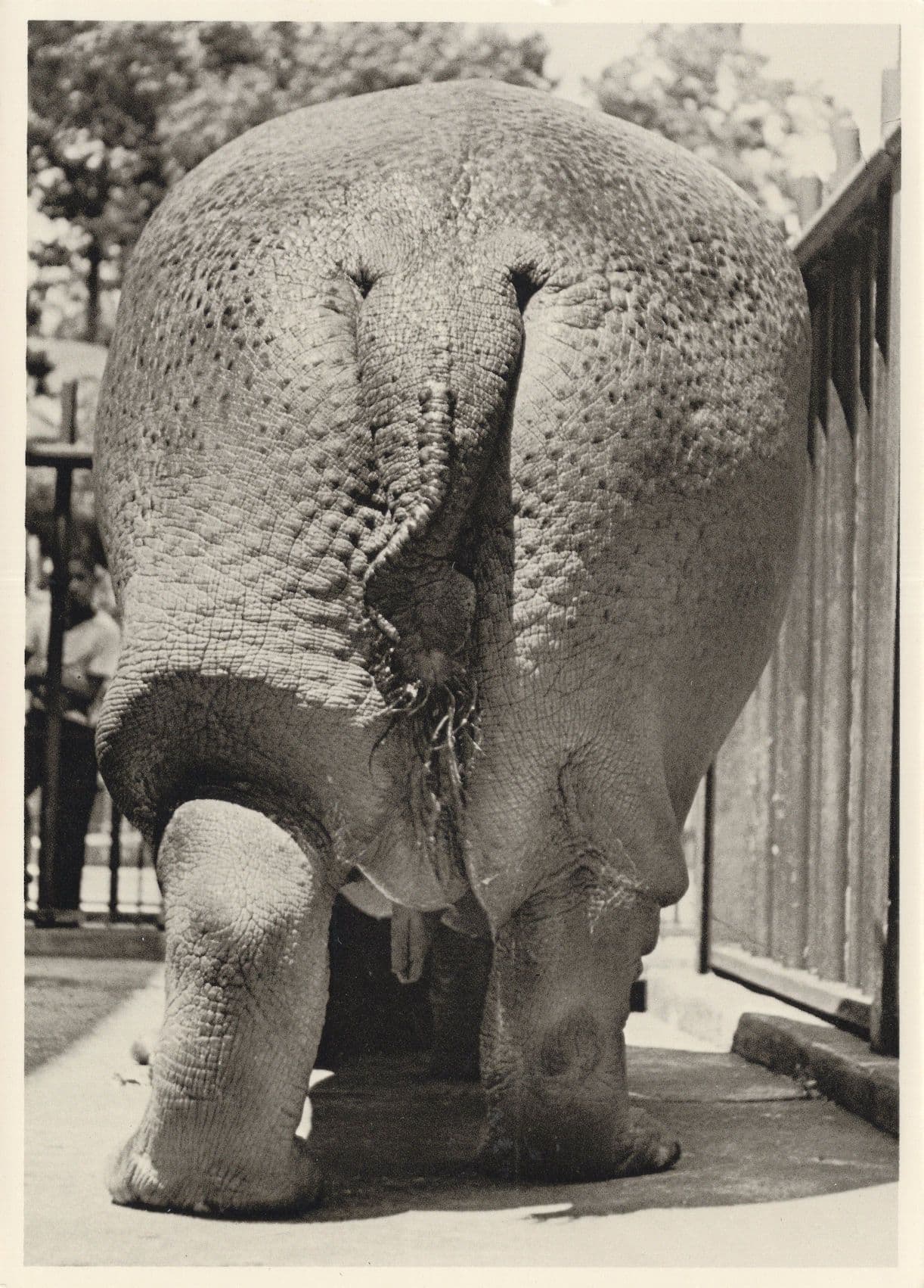 Hippopotamus Parading its Giant Bum in 1900 Comic Postcard