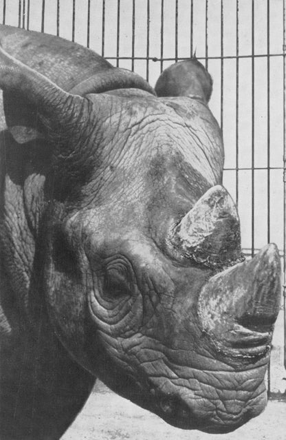 Hooked Lip Black Rhinoceros Barnum & Bailey Circus Vintage Postcard