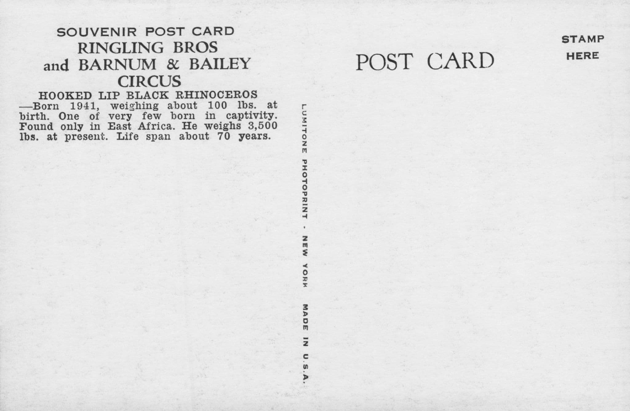 Hooked Lip Black Rhinoceros Barnum & Bailey Circus Vintage Postcard