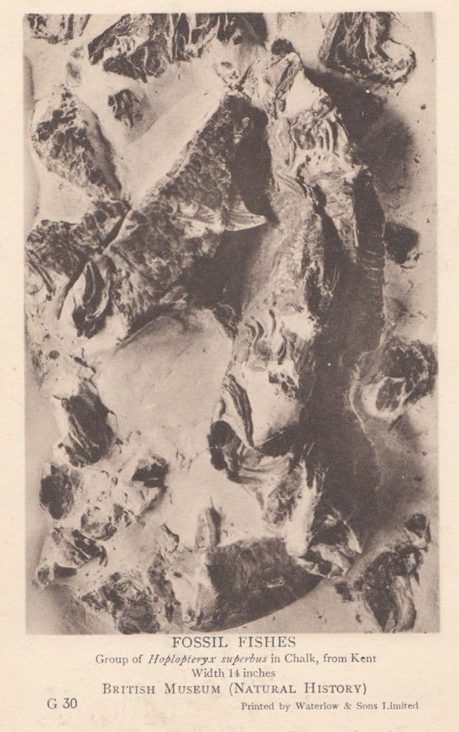 Hoplopteryx Superbus Kent Fossil Fish Fishes Antique Postcard