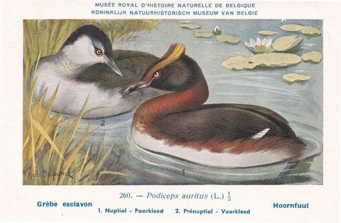 Horned Grebe Podiceps Auritus WW2 Bird Rare Postcard