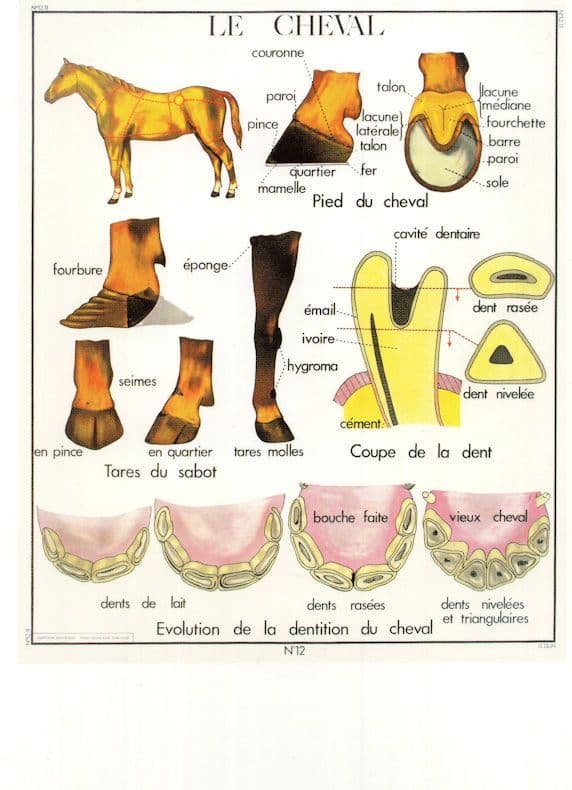 Horse Le Cheval Stable Equestrian Old School Wall Chart Education Postcard