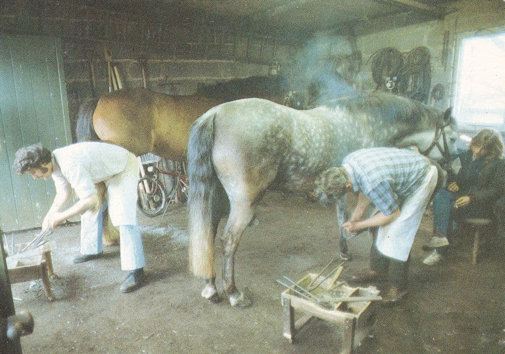 Horse Smelling Ladies Breasts Sark Blacksmiths Gretna Green Postcard