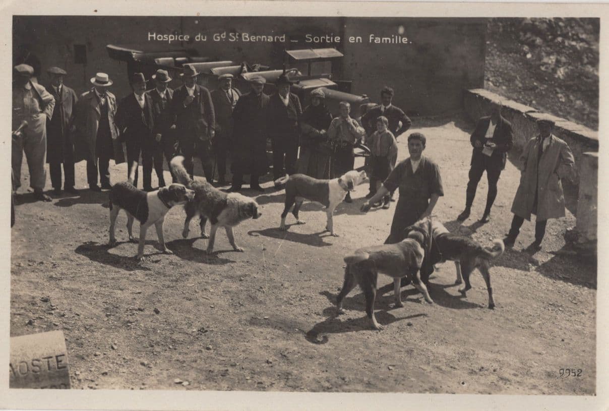 Hospice Of St Bernard Switzerland Dog Rescue New Owners Old Postcard