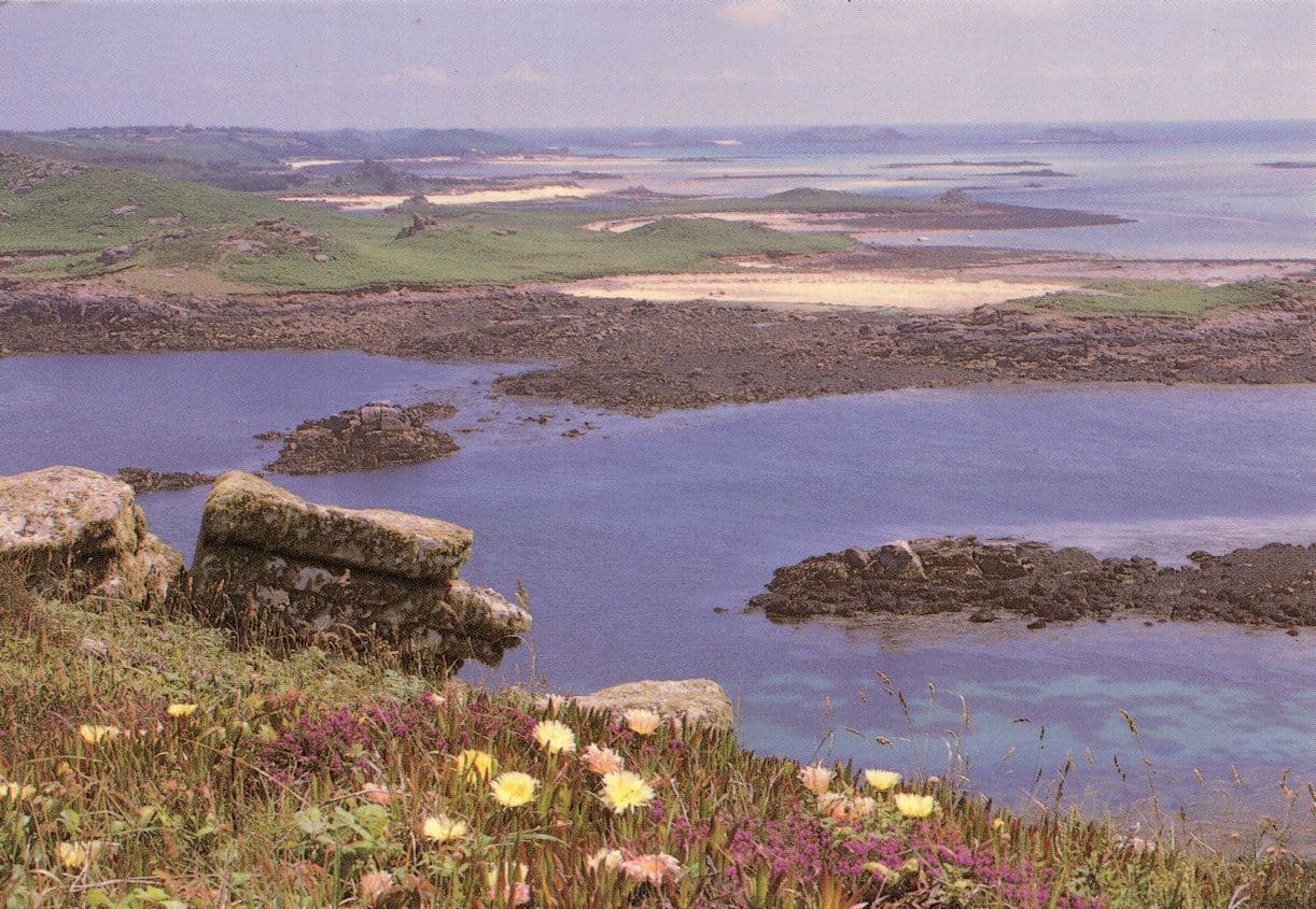 Hottentot Fig Ice Flower St Helens Isles Of Scilly Postcard