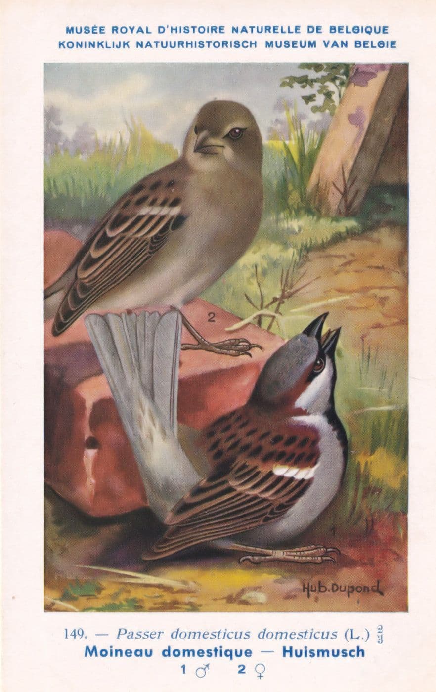 House Sparrow Passer Domesticus Old WW2 Bird Rare Postcard