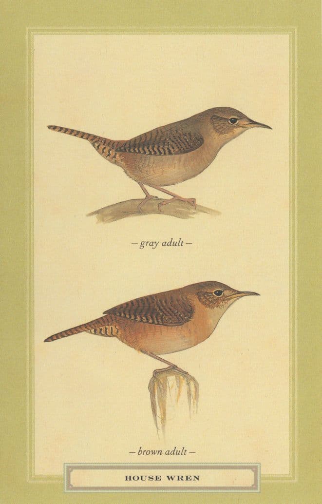 House Wren Male Female Brown Grey Adult Bird Postcard