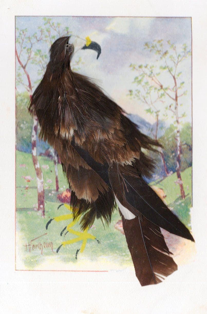 Hungarian Antique Black Real Feather Bird Crafts Hungary Old Postcard