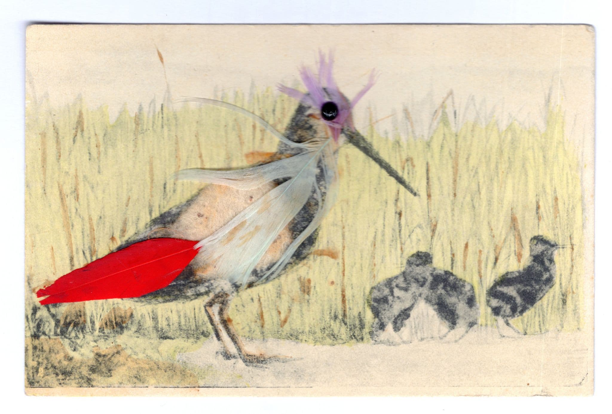 Hungarian Mother Bird & Babies Real Feathers Hungary Stunning Old Postcard