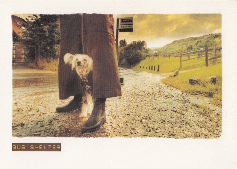 Hush Puppies The Bus Shelter Poodle Advertising Dog Postcard