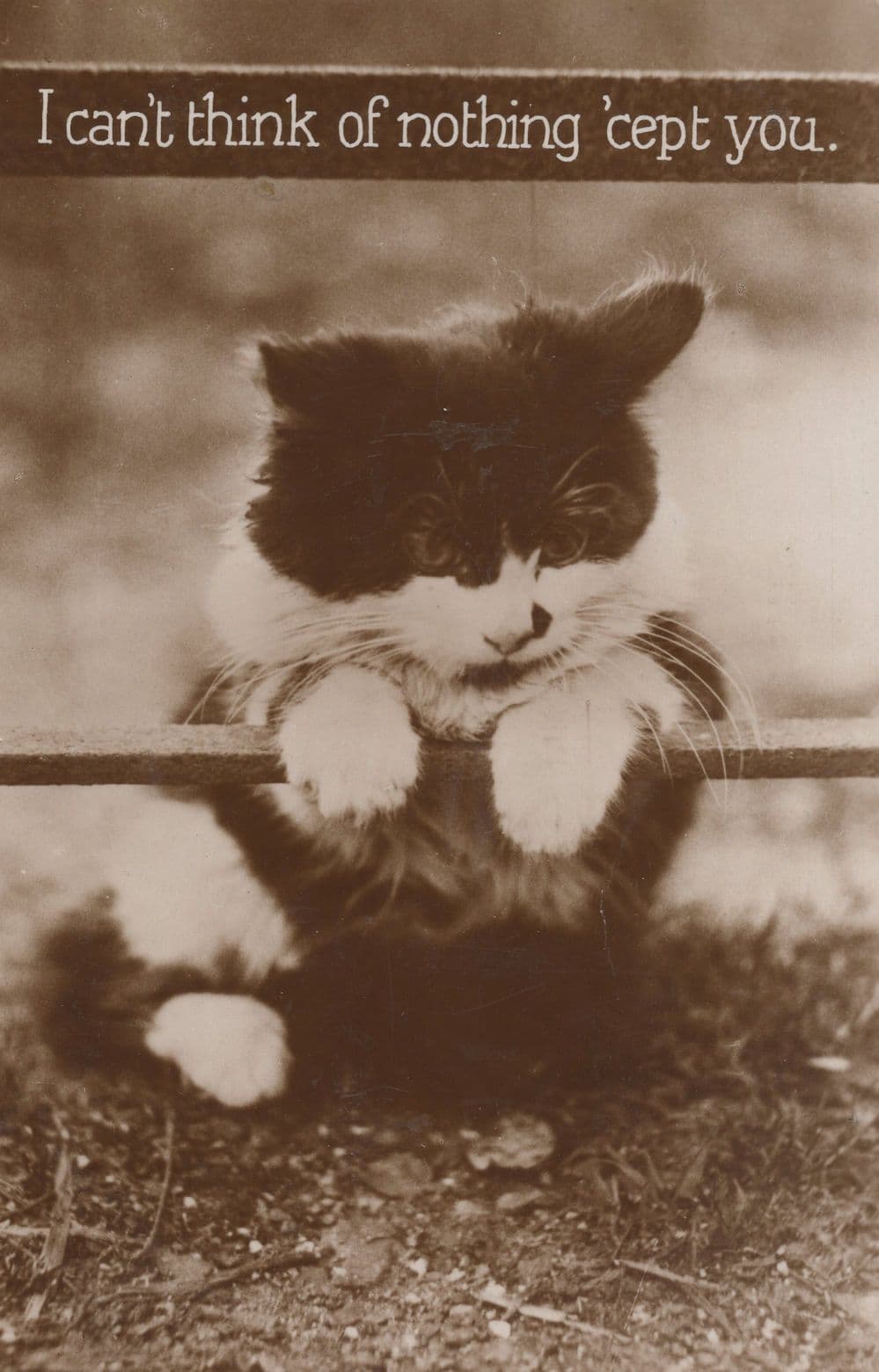 I Can't Think Of Nothing Except You Kitten Cat Love Sick Comic Postcard